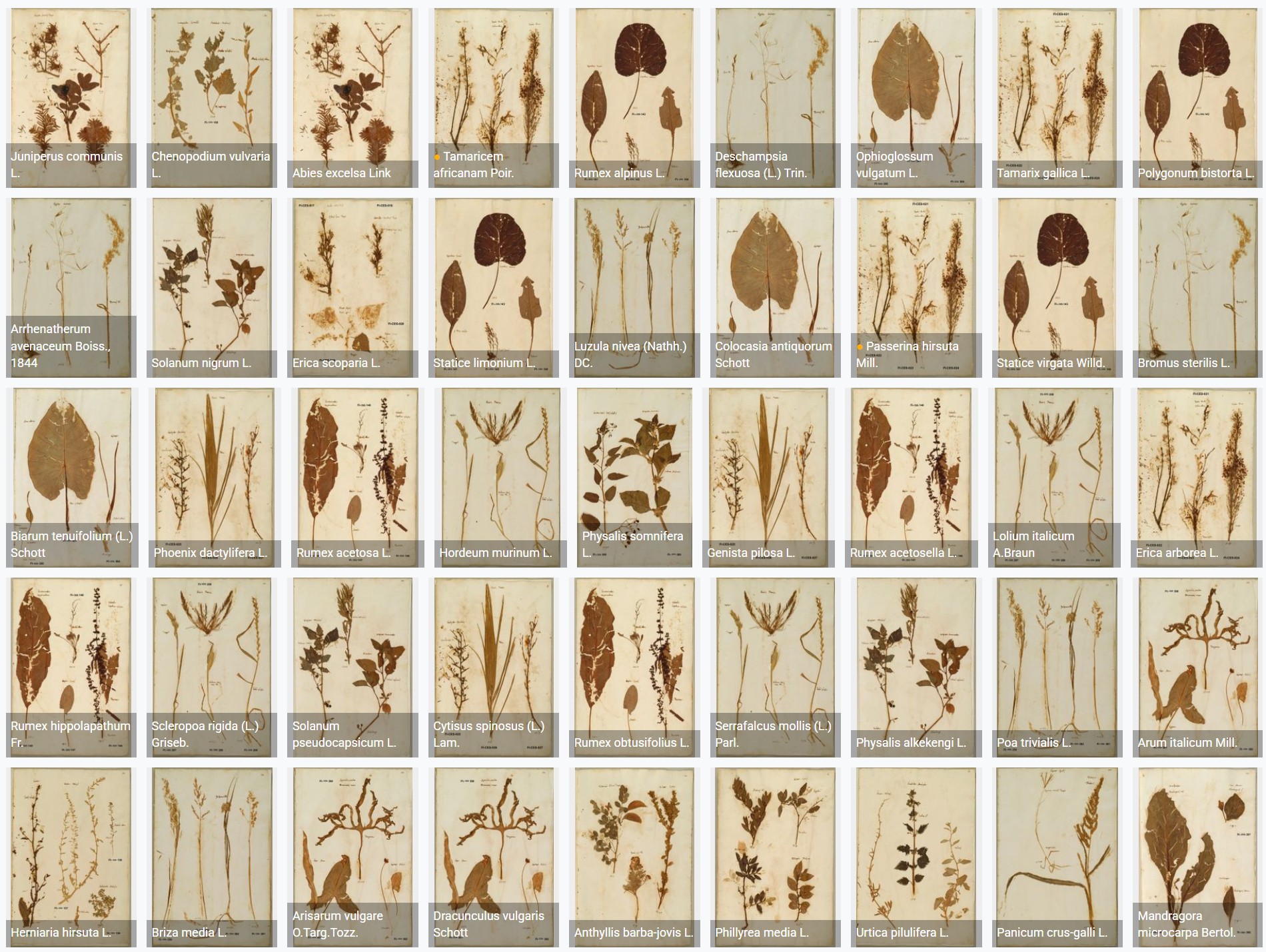 The Andrea Cesalpino's herbarium (XVI century) is now available online