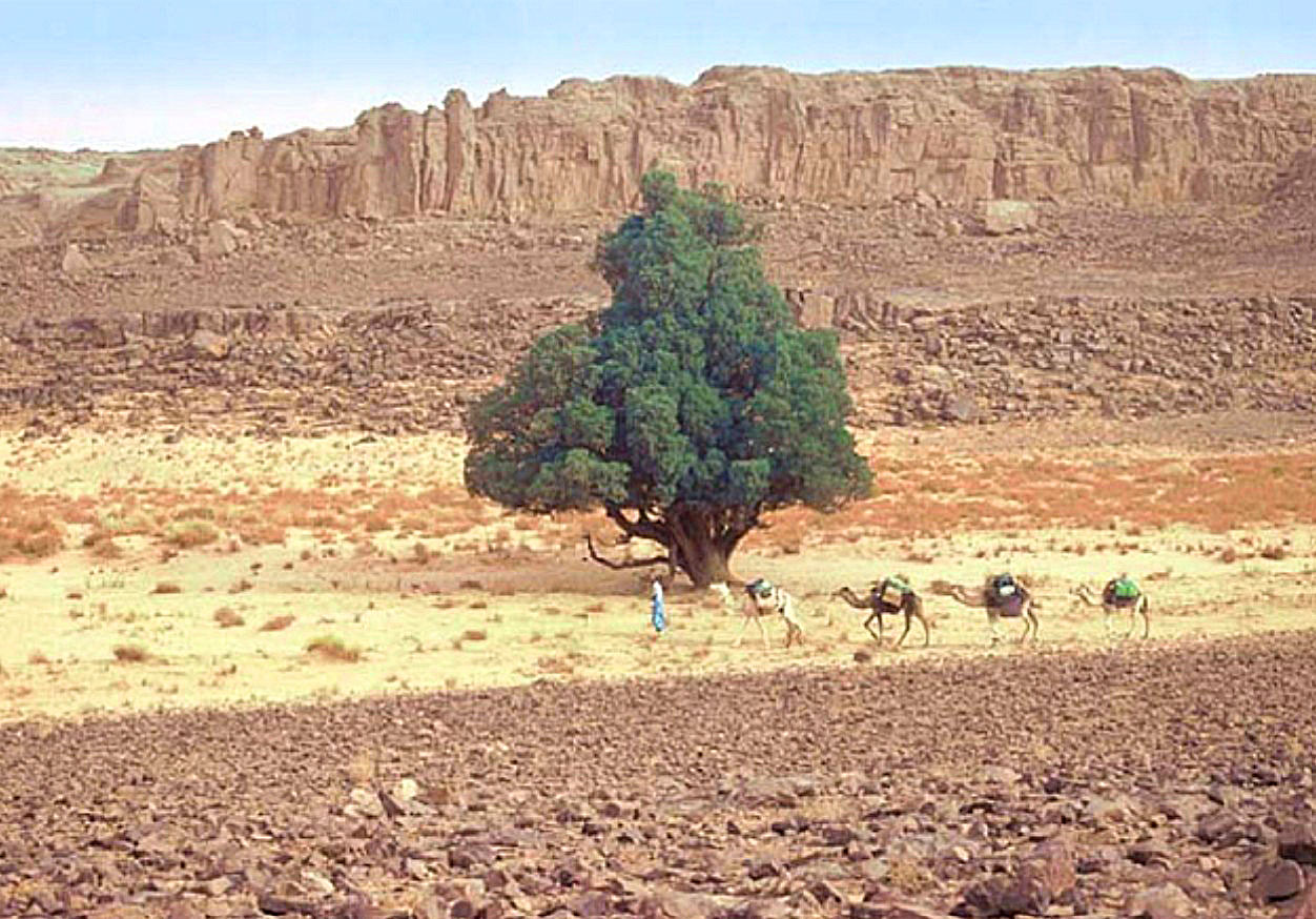 S.O.S. Tarout - For the protection of the
last thousand-year-old Cypresses of the Sahara [in Italian]