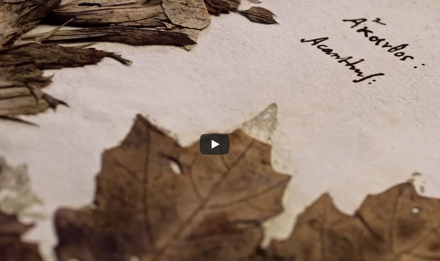 The Italian Central Herbarium in Florence  