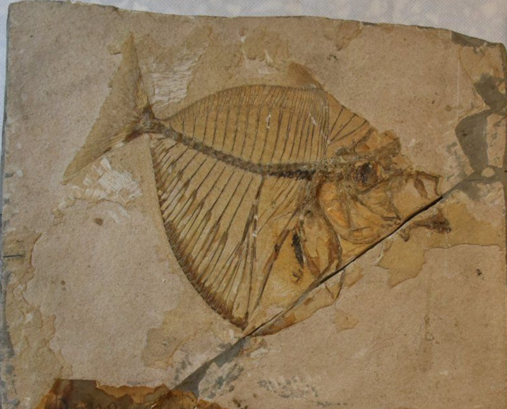 'Life evolution': fossils selection of the Domenico Dal Lago's geo-paleontological collection