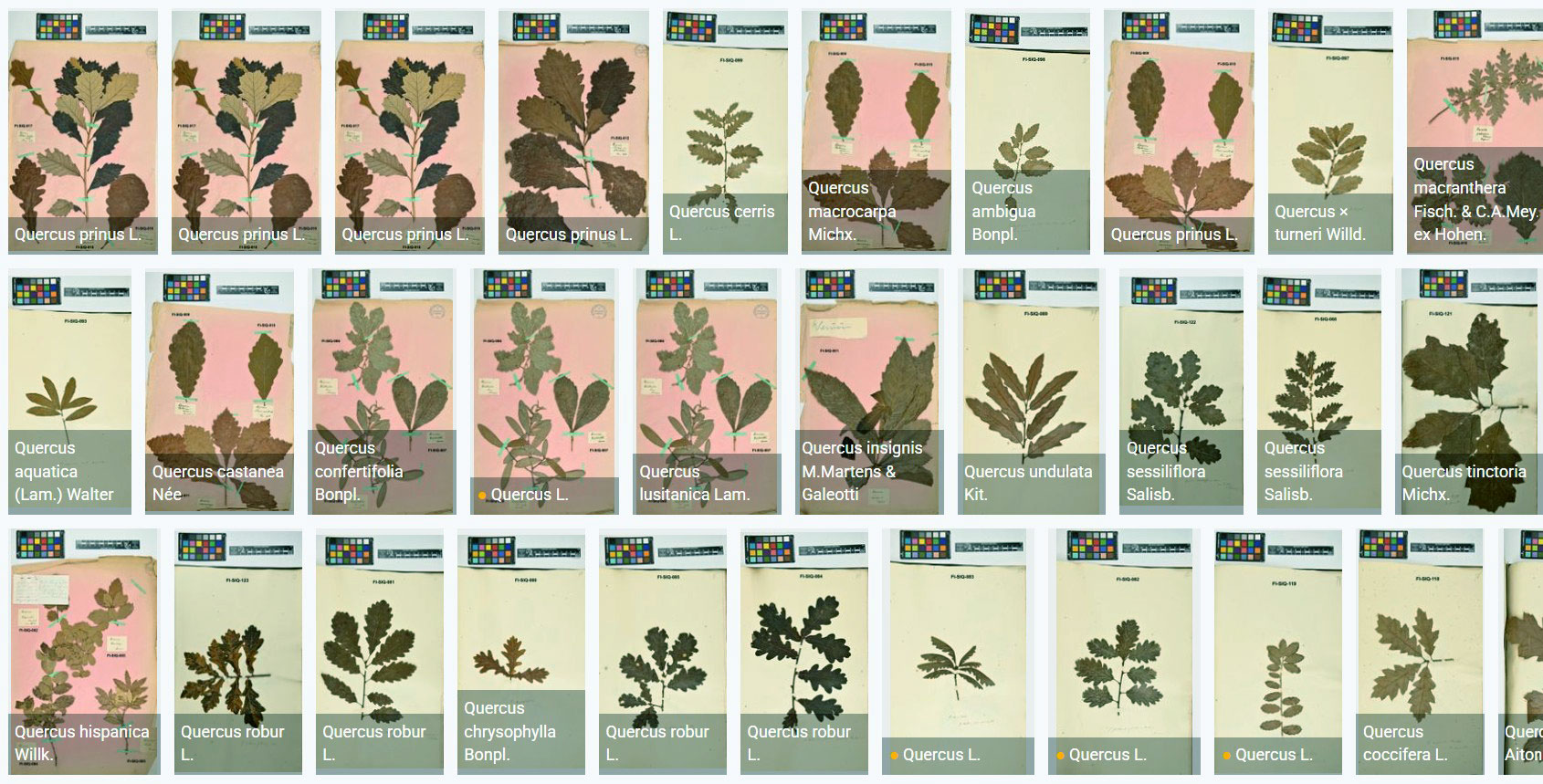 Carlo Siemoni's (XIX century) oak herbarium from worldwide