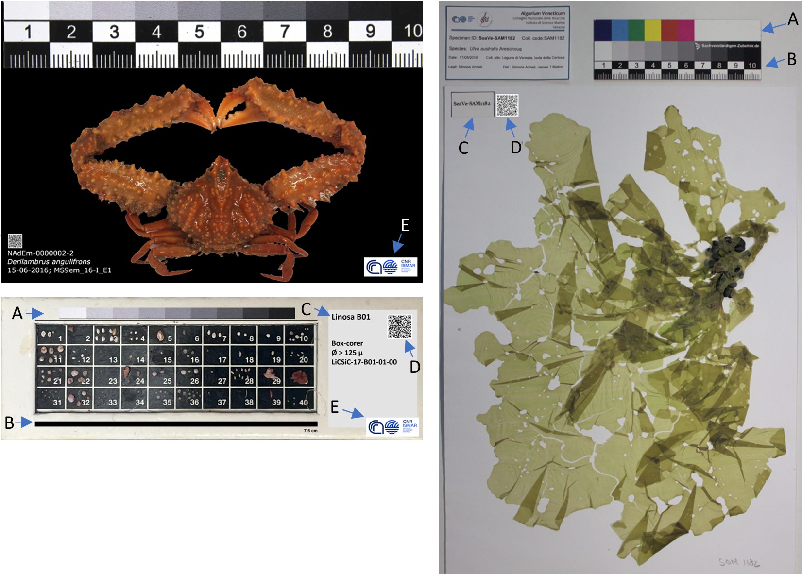 The Aquatic Natural Collections of the CNR-ISMAR. Guidelines for biological metadata management  v.1